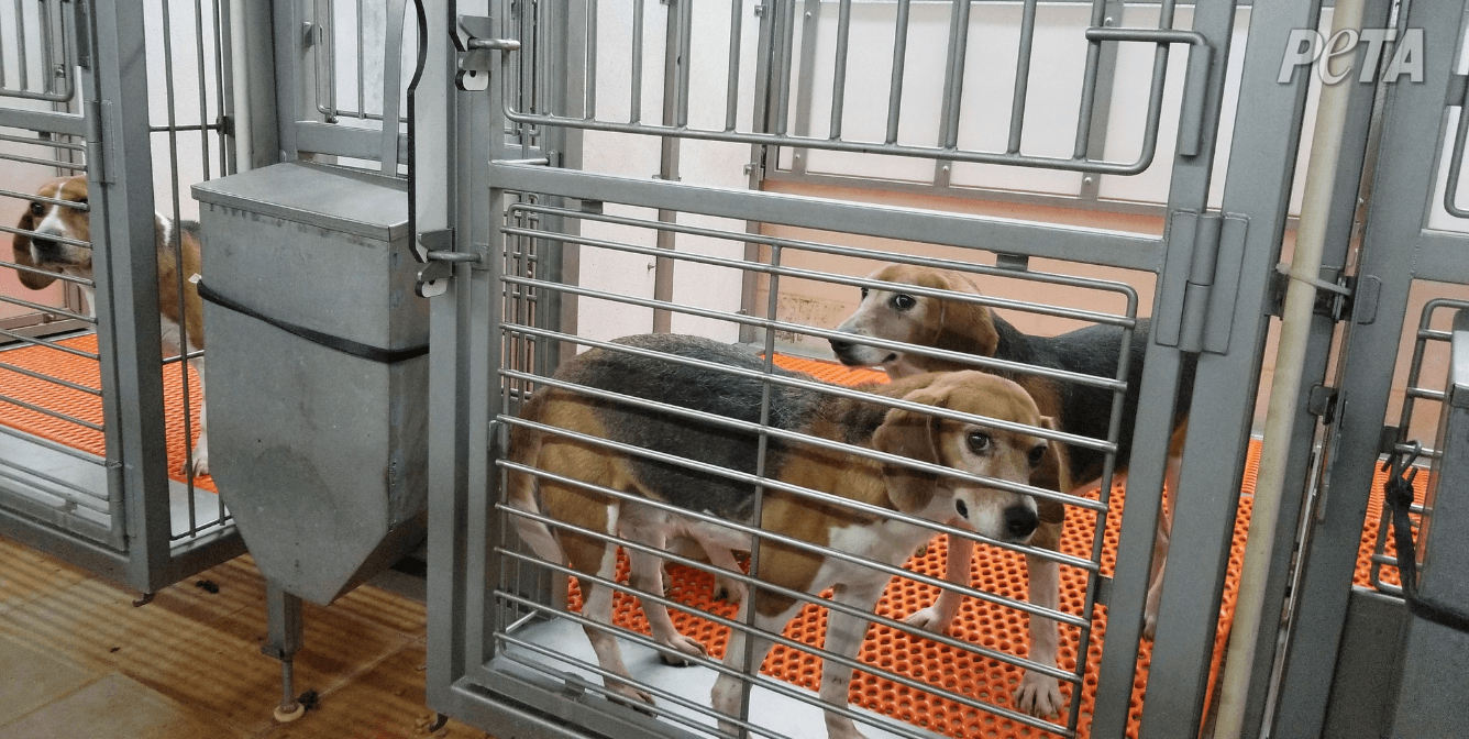two beagles in a cage