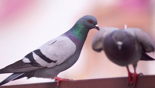 URGENT: Speak Out Against Alleged Bird Poisoning in Nevada!