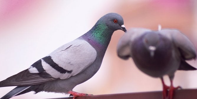 two pigeons purple background
