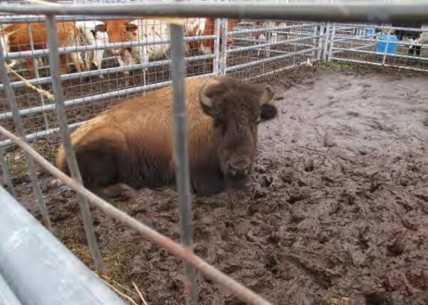 bison sits in mud at Triple W auction