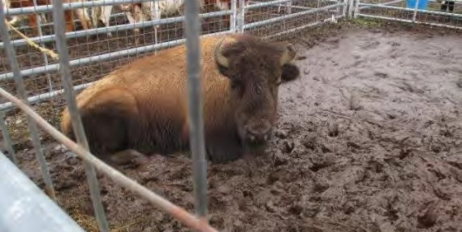 bison sits in mud at exotic animal auction