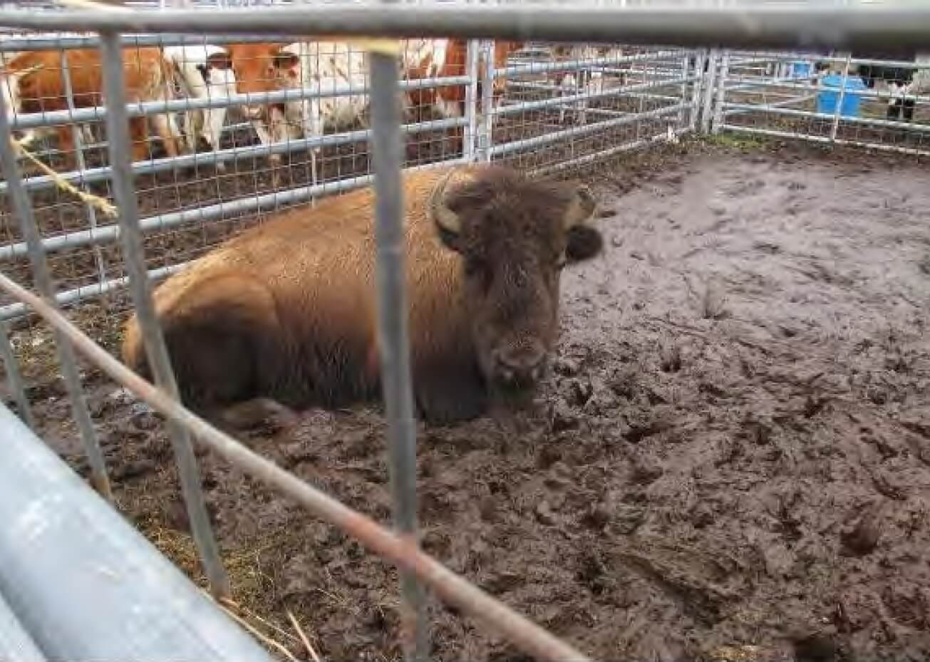 bison sits in mud at exotic animal auction