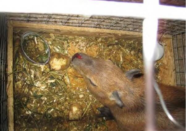 Egzotinių gyvūnų aukcione kraujuojanti kapibara