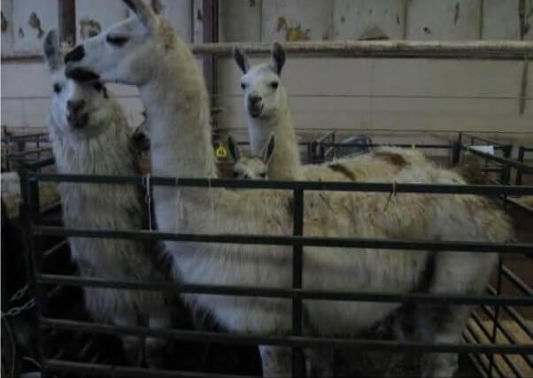 llamas at animal auction