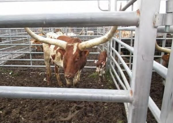 watusi and calf at exotic animal auction