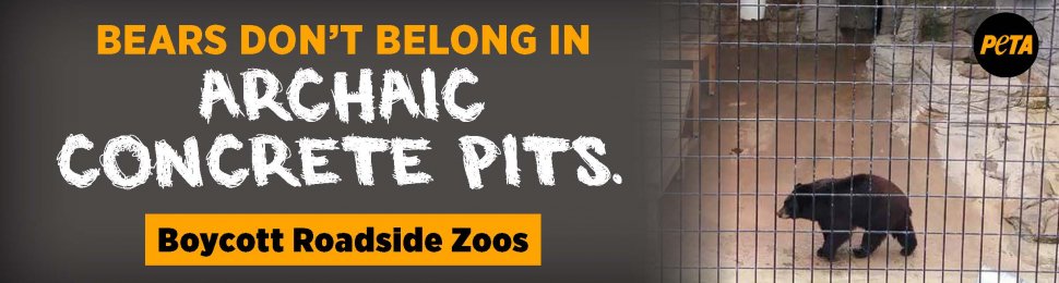 Bears Don’t Belong In Archaic Concrete Pits