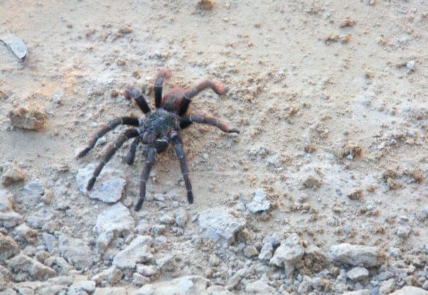 a black tarantula runs on sand in their natural habitat