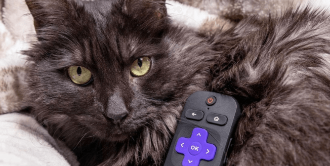 A cat snuggles with a Roku remote