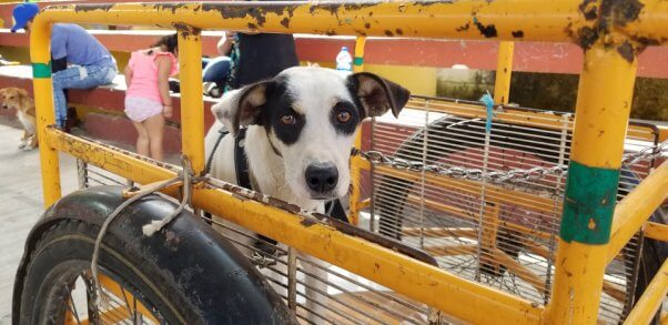 A dog in the back of a bike taxi makes their way to the PETA Chichimila