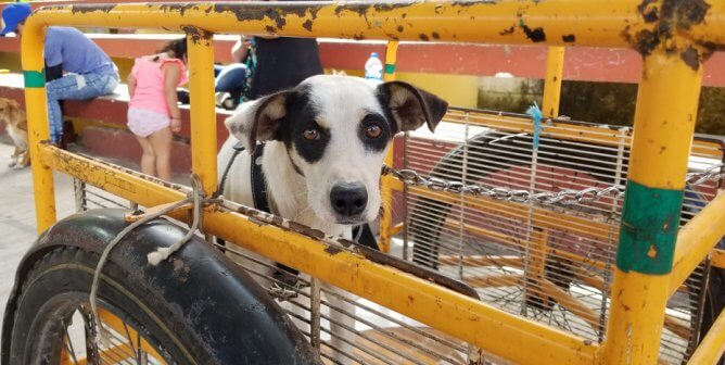 ‘Fixing’ to Help: PETA’s Successful Spay/Neuter Clinic in Chichimilá