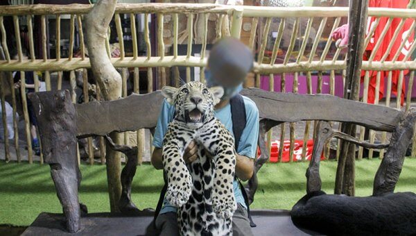 Victory! Big-Cat Cub-Petting Banned in Public Spaces in Quintana Roo, Mexico