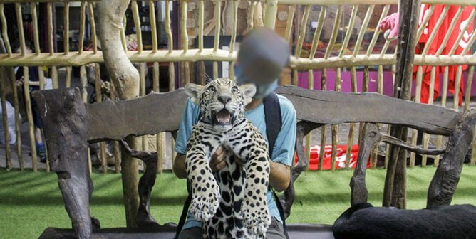 photo of tiger cub being forced to take photo in Mexico