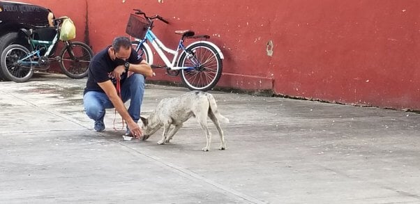 PETA's staffer feeds and treats a homeless dog at PETA's clinic