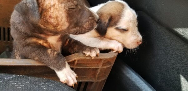 Two ill puppies are loaded for transport to a vet at PETA