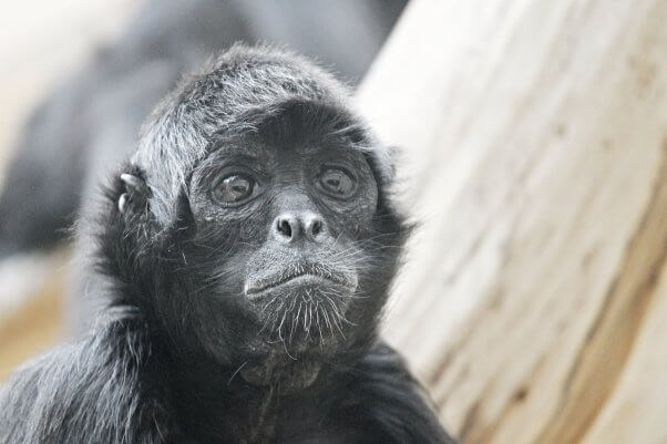 A spider monkey, like the animal the owner of Jenny's Petting Zoo held unlawfully