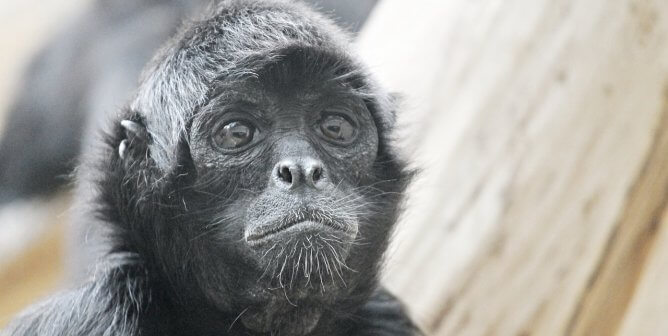 Unlawful ‘Monkey Business’ at Petting Zoo: PETA Demands Investigation
