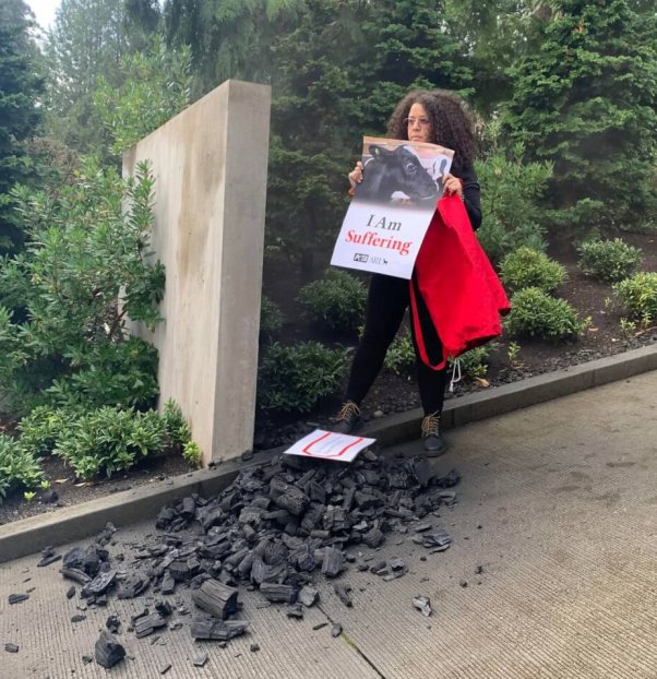 An activist stands above a pile of coal with a sign with a cow that read 'I am Suffering'