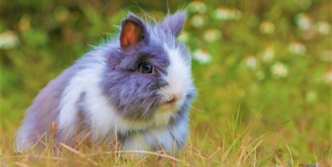 Angora rabbit in field
