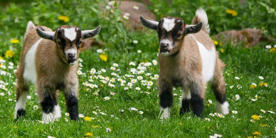 Two happy baby goats in field