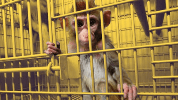 USDA Refuses to Hold Laboratories to Account, Failing Animals and Science