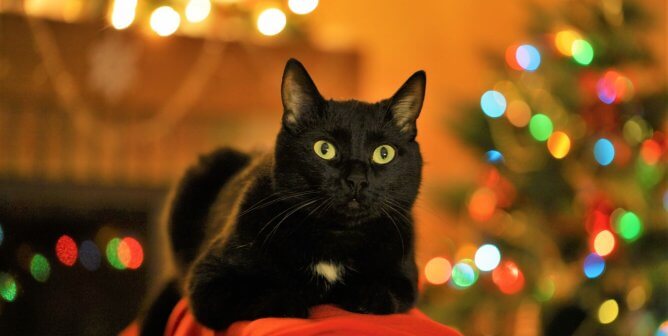 PETA christmas holiday wish list cats dogs