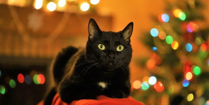 PETA’s Wish List for Cats and Dogs: What Animal Companions Want This Christmas