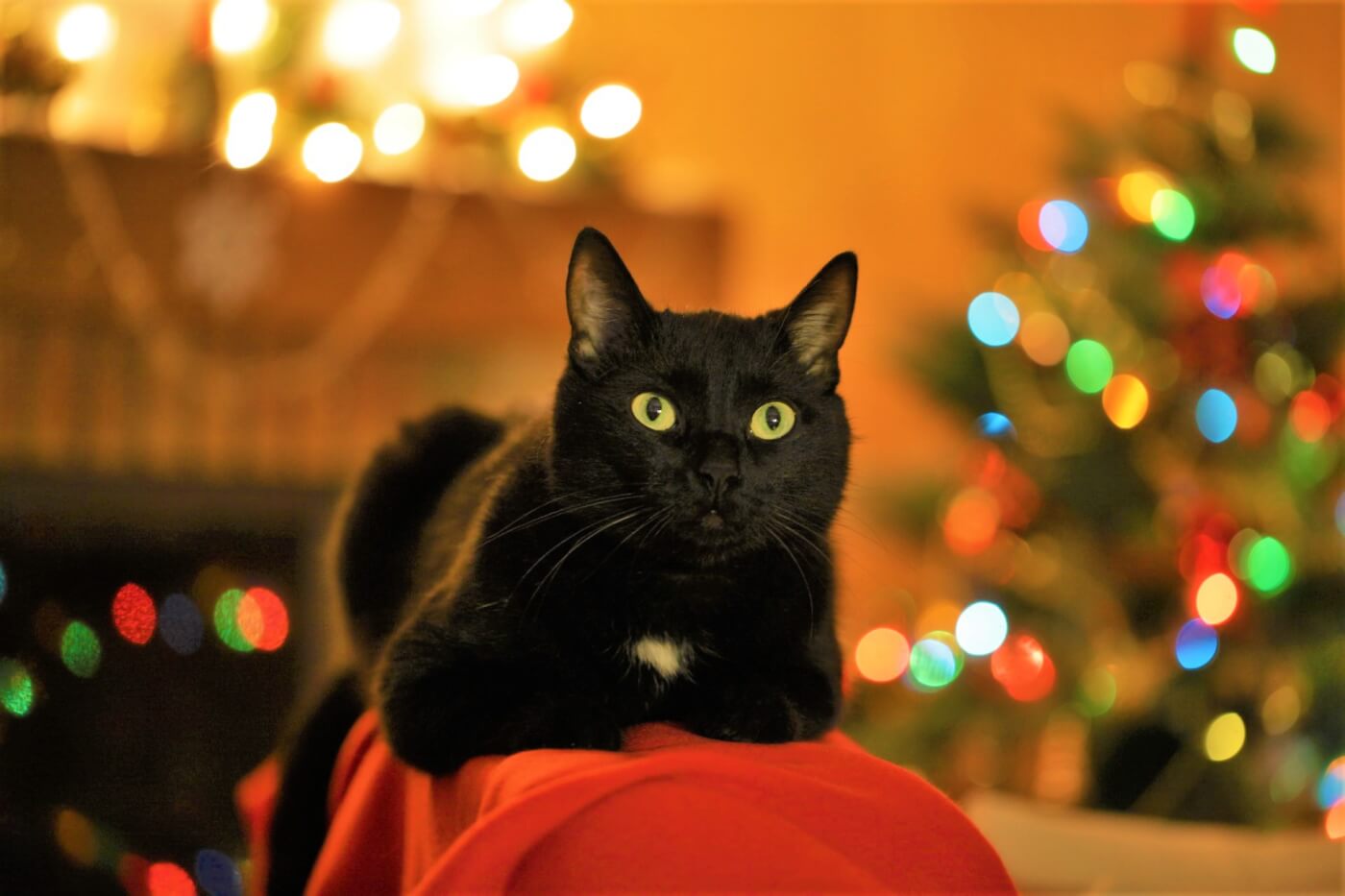 PETA christmas holiday wish list cats dogs