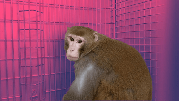 Suffering Swept Under the Rug: How Federal Oversight Is Failing Animals in Laboratories