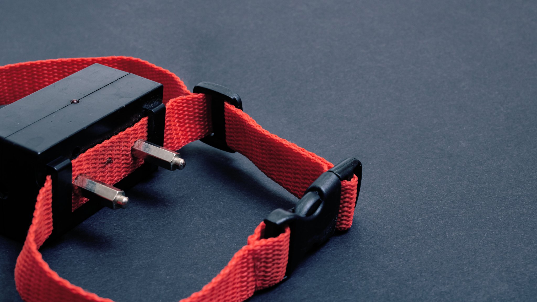 Is Your Dog's Collar Dangerous? PETA