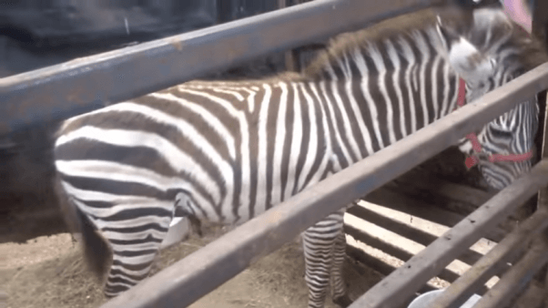 exotic animal auctions zebra cage