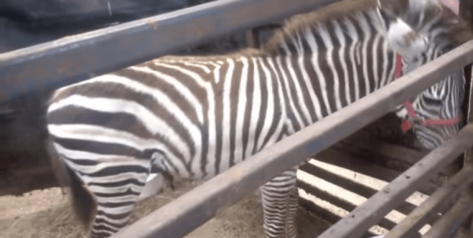 exotic animal auctions zebra cage