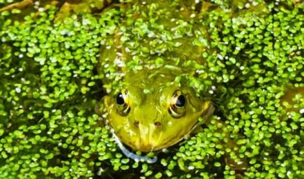 frog in mossy pond