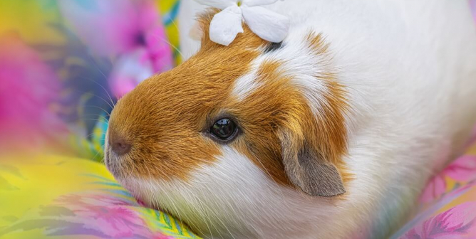 PETA’s Research Modernization Deal Kicks Animal Tests to the Curb