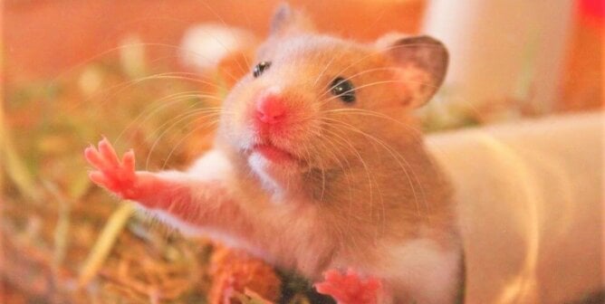 hamster plays in tunnel in cage