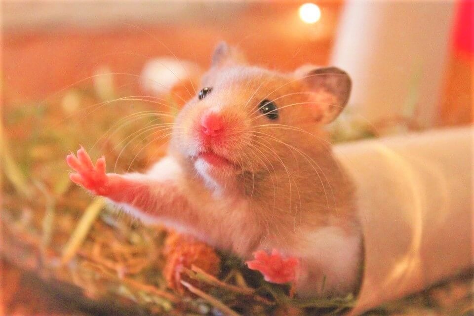 Animals Suffer Blood-Sucking Parasites in UMass Chan Laboratory