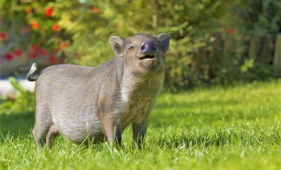 History in the Making! Animals to Be Recognized as Sentient Beings in the U.K.