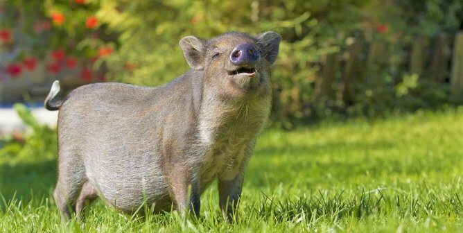 Gray pig happy on the grass