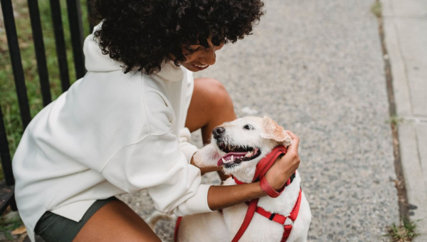 How to Choose a Dog Trainer
