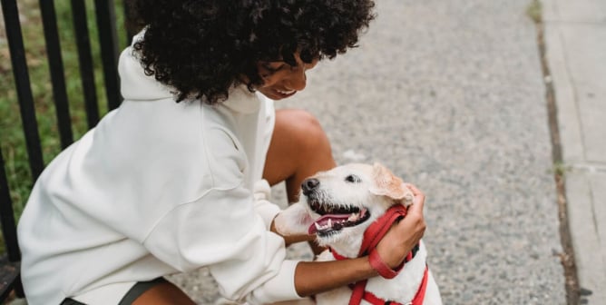 How to Choose a Dog Trainer