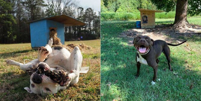 21 Chained Dogs Helped by PETA in 2021