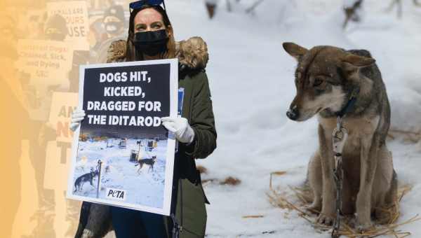 Urge Atlanta Braves Owner to Part Ways With Cruel Iditarod