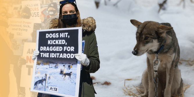 Urge Atlanta Braves Owner to Part Ways With Cruel Iditarod