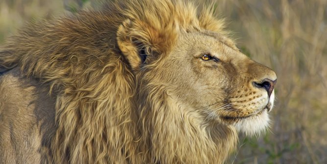 What Is ‘Canned Hunting’? These 6 Facts Will Shock You