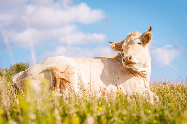 Majestic white cow in field