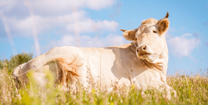 How Muslims Can Help Animals in the New Year