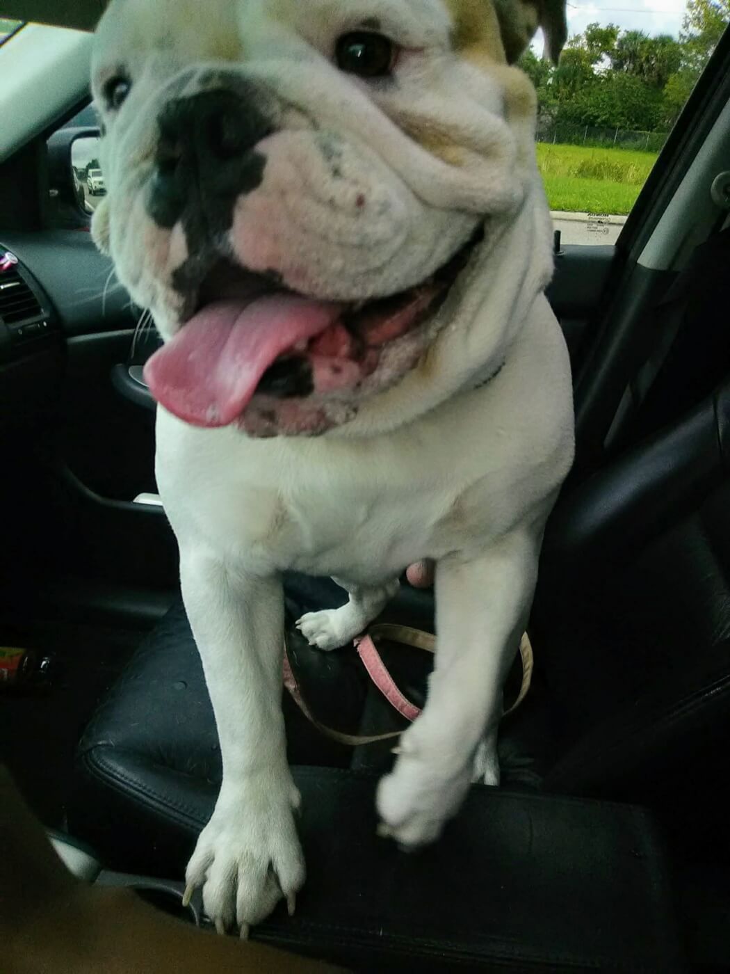 Dog Reportedly Left at PetSmart Groomer Later Found Dead