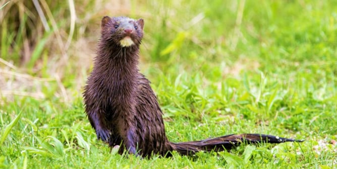 A curious mink in the grass