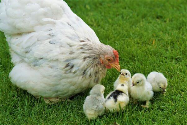 Family of chickens