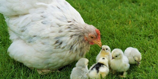 Family of chickens