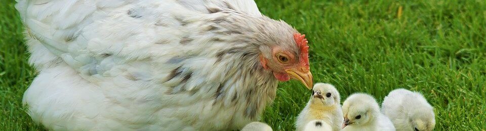 Family of chickens